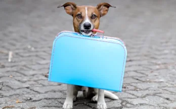 A dog with a bag | Source: Shutterstock