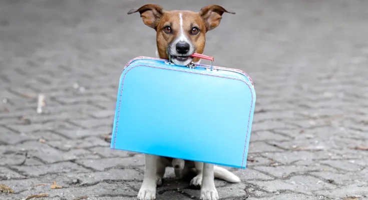 A dog with a bag | Source: Shutterstock