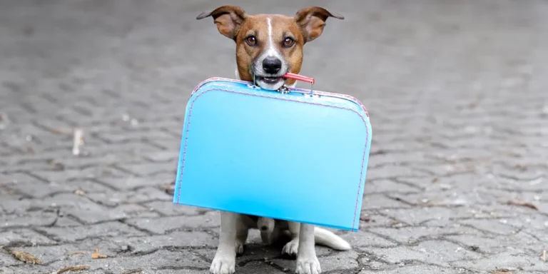 A dog with a bag | Source: Shutterstock