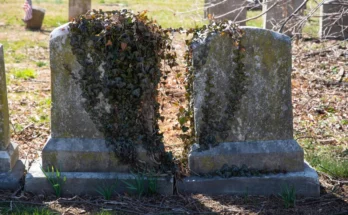 Overgrown tombs in a cemetery | Source: Shutterstock