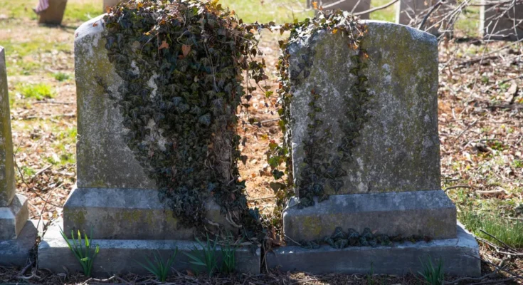 Overgrown tombs in a cemetery | Source: Shutterstock