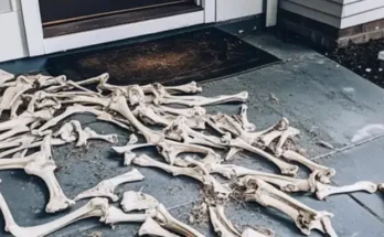 Animal bones scattered on a doorstep | Source: AmoMama