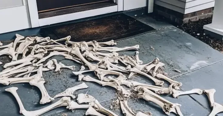 Animal bones scattered on a doorstep | Source: AmoMama