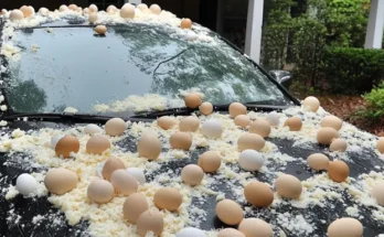 A car covered in eggs | Source: Amomama