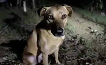 A nervous stray dog at a camp site | Source: Amomama