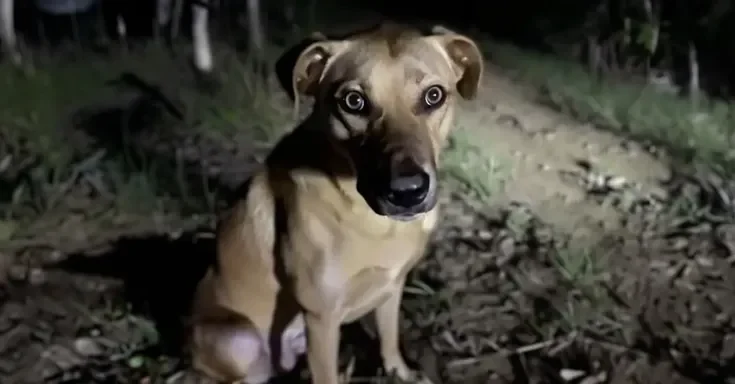 A nervous stray dog at a camp site | Source: Amomama