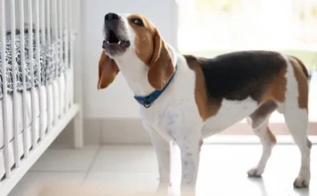 A dog barking at a crib | Source: Shutterstock