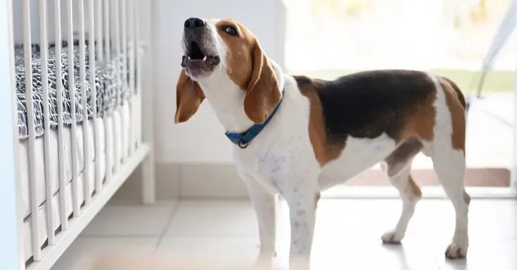 A dog barking at a crib | Source: Shutterstock