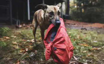 A dog carrying a jacket | Source: Amomama