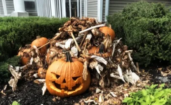 Rotting pumpkins | Source: Amomama