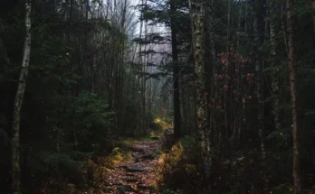 A misty forest | Source: Shutterstock