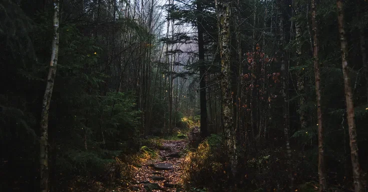 A misty forest | Source: Shutterstock