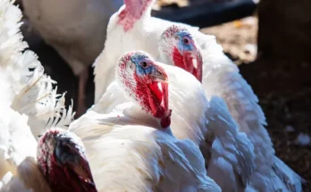 Turkeys | Source: Getty Images