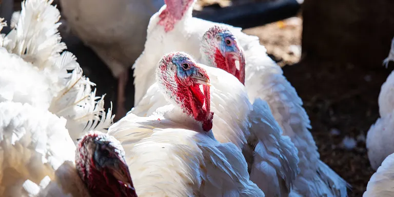 Turkeys | Source: Getty Images