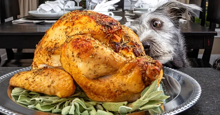 A dog sniffing a turkey | Source: Shutterstock