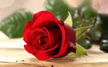 A red rose | Source: Shutterstock