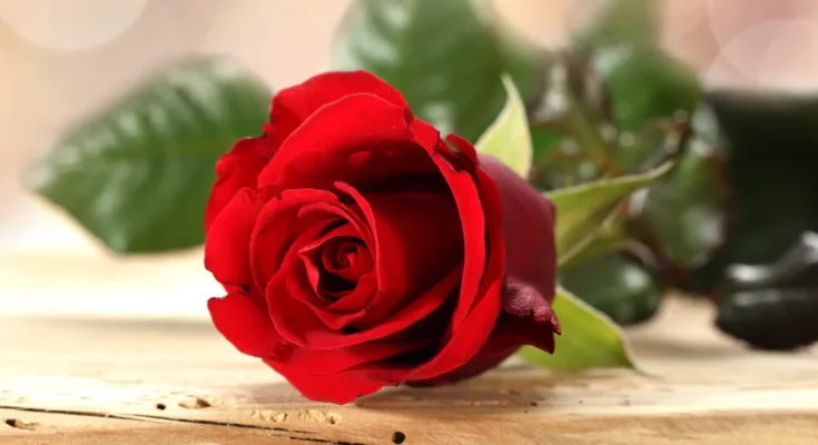 A red rose | Source: Shutterstock