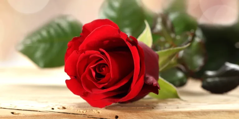 A red rose | Source: Shutterstock