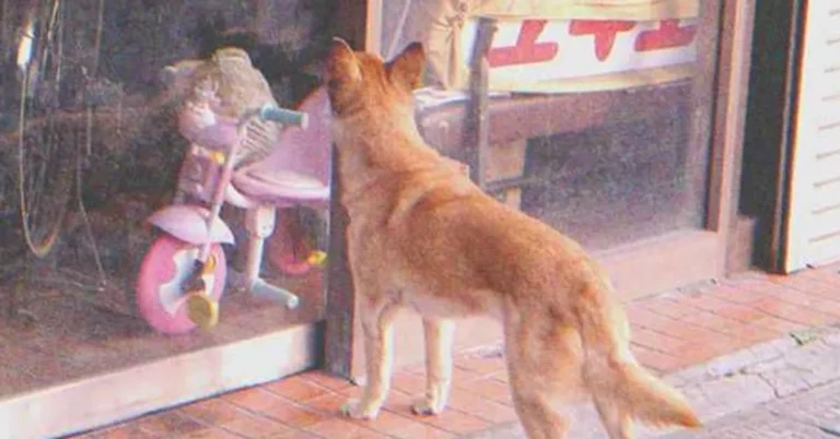 A dog standing in front of a store | Source: Flickr/Shinichi Sugiyama (CC BY-SA 2.0)